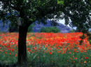 tree and poppies